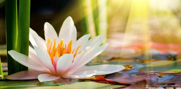 Flor-de-Loto-purifica-y-reconecta-con-la-espiritualidad